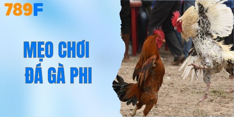 Mẹo Chơi Đá Gà Phi - Hé Lộ Tuyệt Chiêu Cực Hay Từ 789F