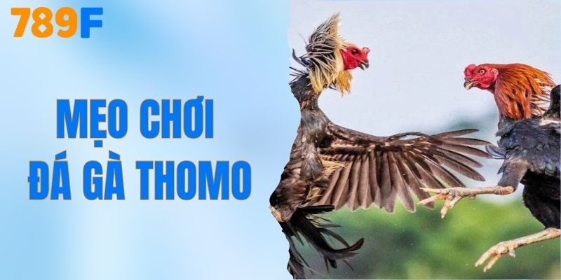 Mẹo Chơi Đá Gà Thomo – Bí Quyết Thành Công Từ 789F