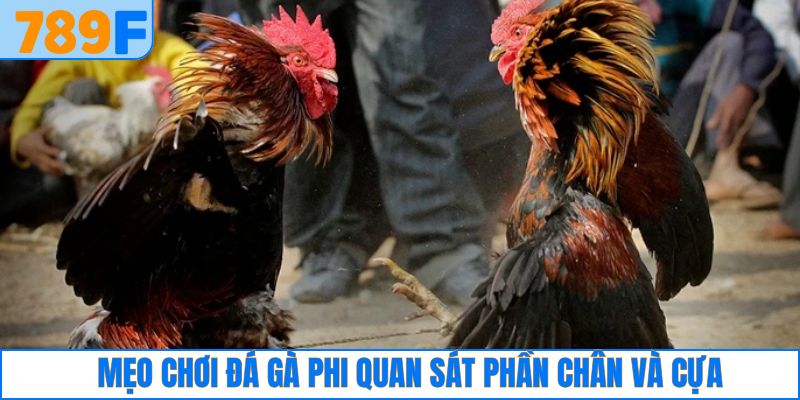 Tập trung đến phần chân, cựa của các chiến binh